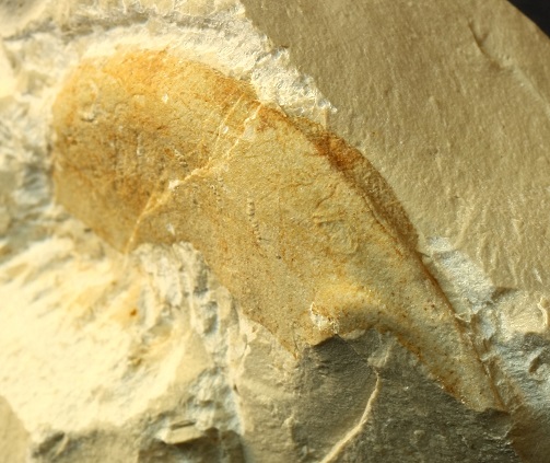 Detalle del peristoma carenado de algunos de H. (Neolissoceras) grasianum
