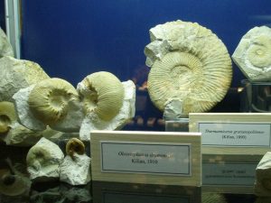 Exposición de ammonites en el Museo ISURUS