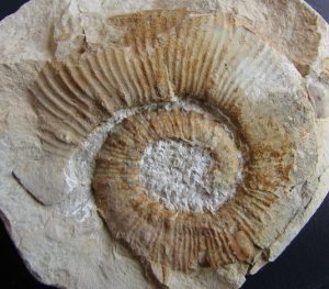 Roturas conchas ammonites. Crioceratites primitivus