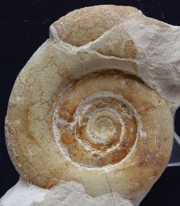 Roturas conchas ammonites. Lytoceras sp.