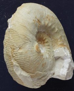 Roturas conchas ammonites. Macroconcha de Olcostephanus drumensis cortada por movimientos tectónicos