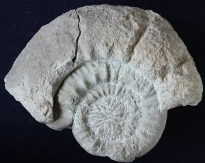 Molde interno de ammonite cretácico.