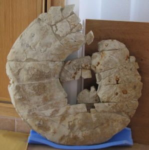 Ammonites gigantes. Posible Puzosia (Anapuzosia) sp de las Cordilleras Béticas