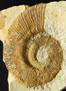Ammonite heteromorfo: Crioceratites primitivus. Uno de los primeros Crioceratites del registro fósil.