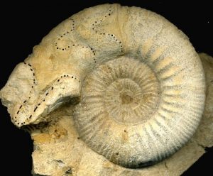 Peristomas temporales en ammonites: Homoelplanulites sp del Jurásico medio.