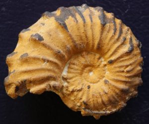 Rodighieroites cardulus. Un neocomitino posible antecesor de los ammonites heteromorfos.