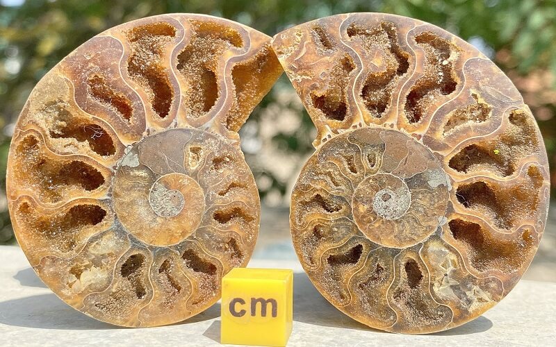 Procesos de fosilización: geodas en ammonites