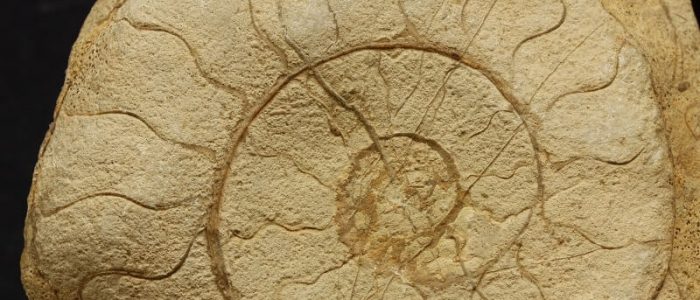 Molde interno de un ammonite erosionado