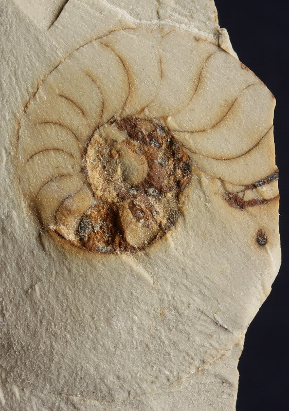 Procesos de fosilización: molde interno de micrita