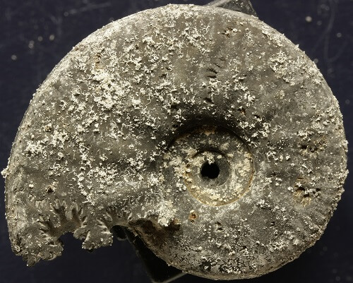 Ammonite de pirita: cómo se formaron y cómo conservarlos. Ejemplar indeterminado