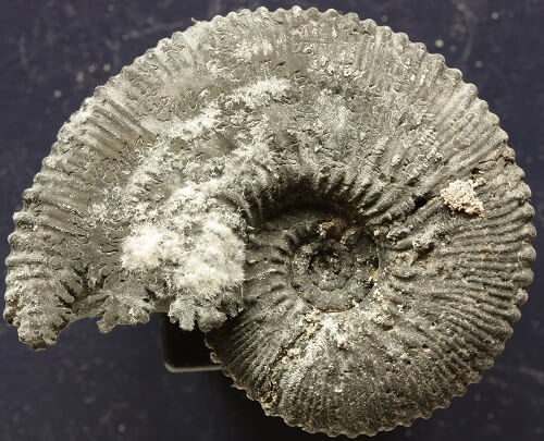 Ammonite de pirita: cómo se formaron y cómo conservarlos. Kosmoceras proniae