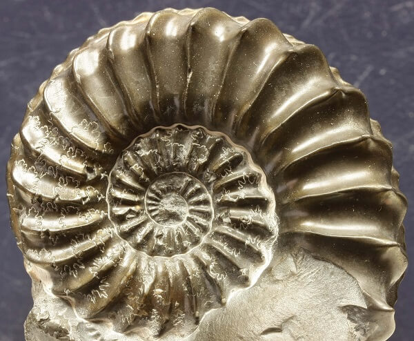 Ammonite de pirita. Pleuroceras spinatum