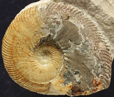Ammonites de pirita: cómo se formaron y cómo conservarlos. Ammonite parcialmente piritizado