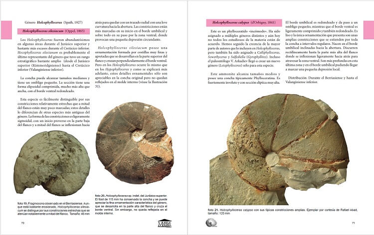"Ammonites del Cretácico inferior de las Cordilleras Béticas": ficha de Phylloceratina