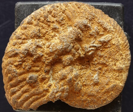 Ammonite deteriorado por procesos de limonitización