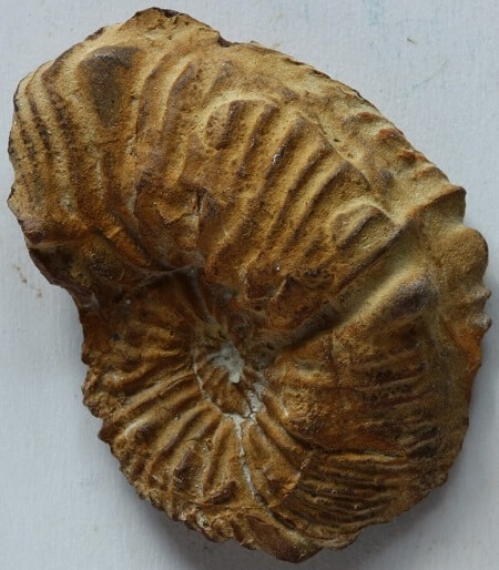 Ammonite de limonita: Neohoploceras submartini