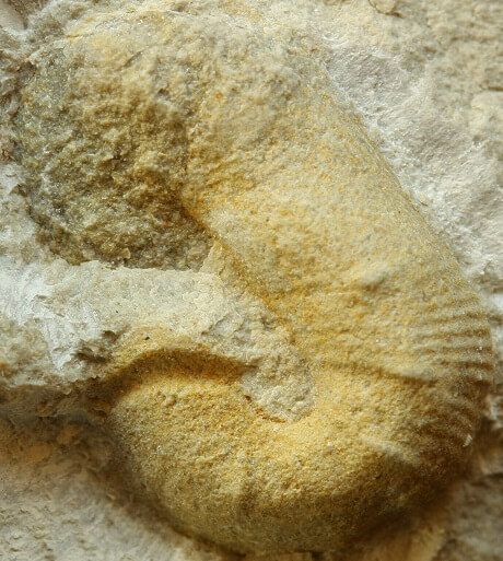 Detalle de una probable microconcha de Scaphites hugardianus