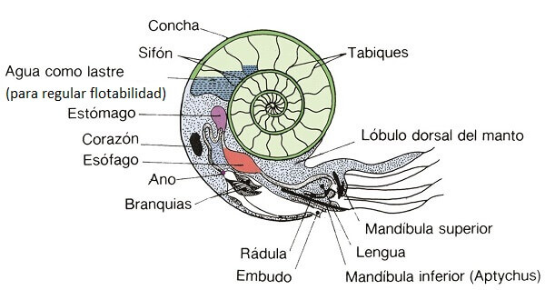 Posible anatomía ammonite