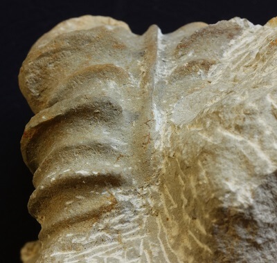 Vista ventral mostrando las enormes costillas y la gran quilla de esta especie