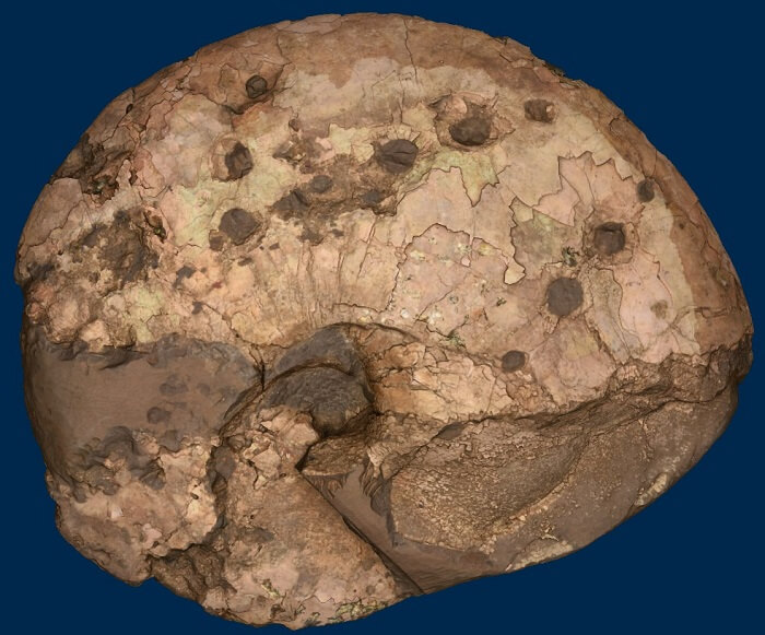 ¿Devoraban ammonites los mosasaurios? Placenticeras supuestamente mordido
