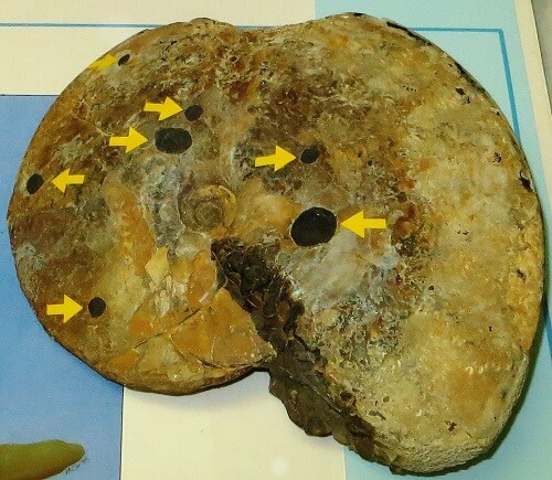 ¿Devoraban ammonites los mosasaurios? Ammonite con perforaciones no alineadas en la concha