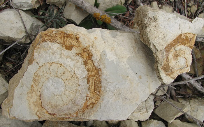 Diversos fragmentos de Crioceratites del Valanginiense terminal