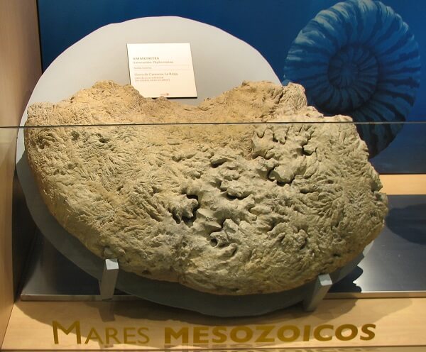Ammonite gigante de La Rioja