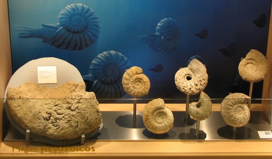 Vitrina de ammonites de gran tamaño del MNCN de Madrid