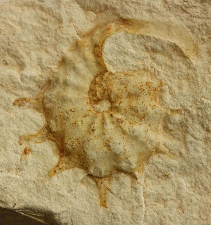 Un amonite fósil. Saynoceras n. sp.