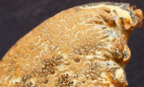 Detalle de la línea de sutura de un ammonite de la superfamilia Phylloceratoidea