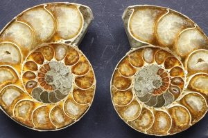 Ammonite_2 de Madagascar cortado longitudinalmente