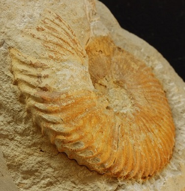 Vista ventral de un N. subpachydicranus