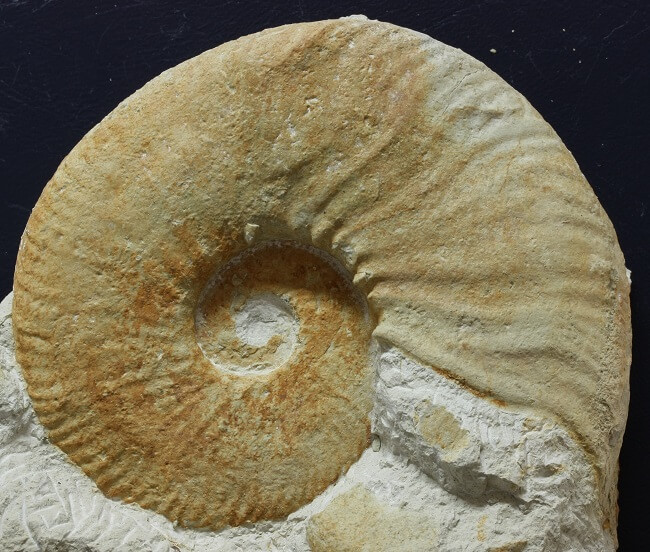 Macrococnha de Neocomites neocomiensis