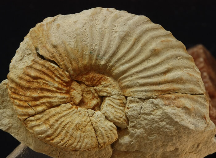 Sabbaiceras beaumugnense