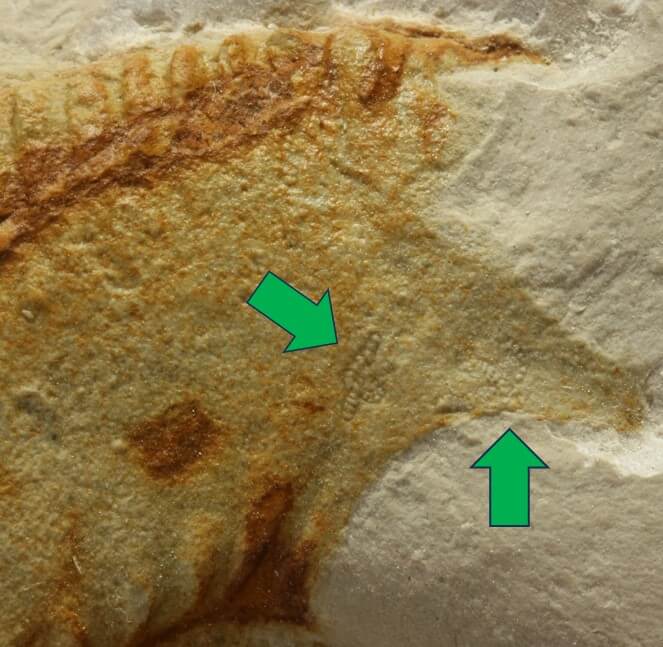 Ammonites con el foraminífero Placopsilina