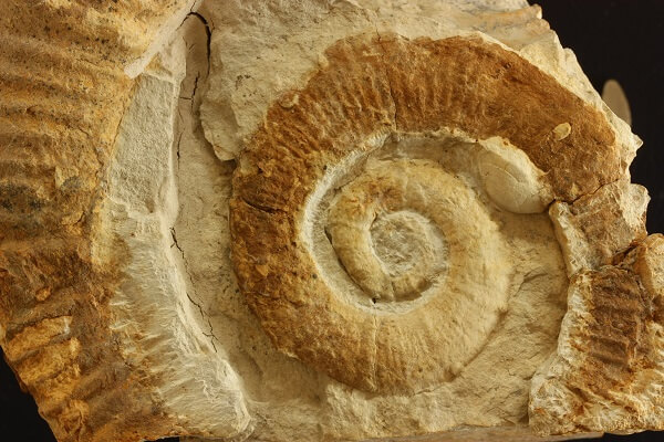 Atreta bivalvo sesil colonizando un ammonites